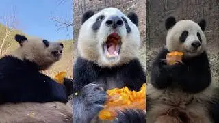 Panda's mouth is NOT BIG enough 🔴 Panda Food | Cute Animals 2021