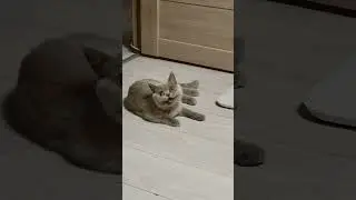 жуткий зверь