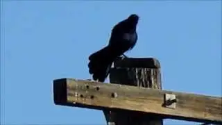 Great-tailed Grackle 
