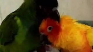 2 Conures Preening Each Other