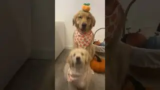 Mommy’s little pumpkin 🎃 #goldenretriever #pamelapumpkin #goldenretrieverpuppy