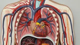 Basic heart anatomy & blood flow