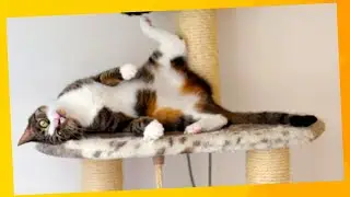 Cachorros e Gatos Muito Engraçados ⭐São Divertidos até Dormindo