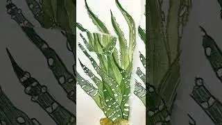 Как нарисовать хавортию акварелью
