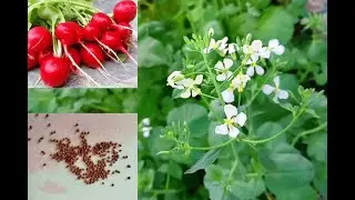 Редис. Как собрать свои семена?