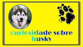 Curiosidade sobre o husky - homenagem ao Gudan