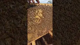 Печатка Бакфаст маток штучного запліднення #бакфаст #бджільництво .