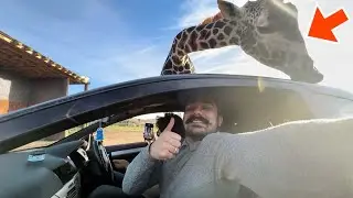 Car leke Giraffe ke ghar ghus gye 😅