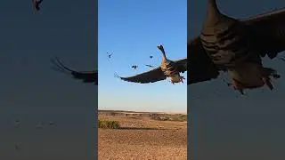 Spec Goose Hunt WOW 🦆#huntongaro #cabelas #benelli #hevishot  #duckhunting #goosehunting