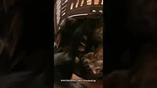 Ein Körbchen voll mit Kitten