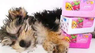 Puppy Surprise Shopkins Season 4 Baskets - Shopkins Toy Expert Zumi :)