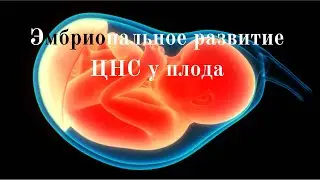Эмбриональное развитие ЦНС у плода