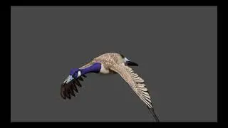 Bird animation showcase- blender 2.9