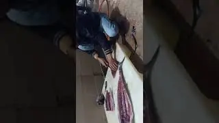 سمكة الطونة العنيدة خالد samaka