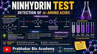 Ninhydrin test (Detection of alpha amino acids)