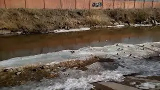 утиные стада, огромные налеты уток, подманивание уток на хлеб )))