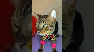 #бенгальскийкот