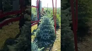 Стрижка ели колючей глаука в питомнике Ярус