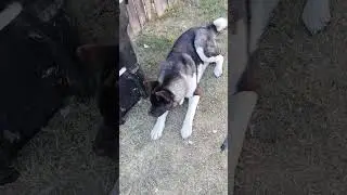 Dogs are so loyal.