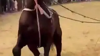 Танцующий конь!