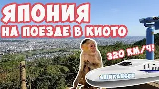 Kyoto: Arrived by Shinkansen. Sagano Bamboo Grove and Iwatayama Monkey Park | Mikhail Zeifman