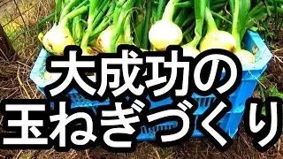 大成功の玉ねぎづくり 最後まで病気にならないための工夫