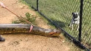 ANACONDA WALKS ON LEASH -- Finds a Squirrel!