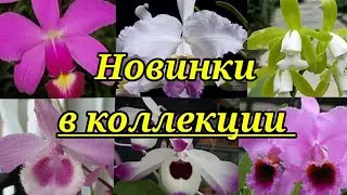 Новинки орхидей приобретённые с Мая и по Август 2020г.