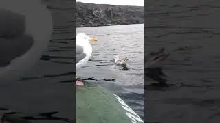 Баренцево море. У Рыбачьего.