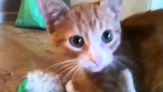 Сat Милый котик играет с мышкой