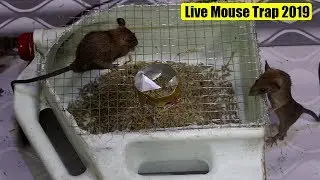 Top Mouse Trap Idea 🐭 Live Mouse Trap 👍  Mouse Trap Tricks