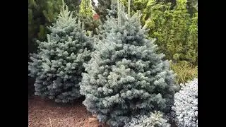 #Пихта3 #Аbies3 #Хвойные растения34 #Conifers34 Декоративные растения