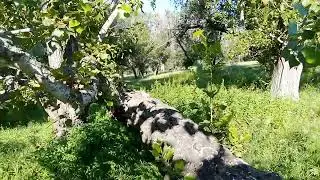 привет от Соловьицы разбойницы!