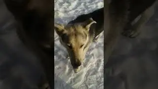 Кошек музыкой не кормят