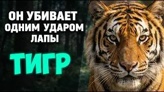 Тигр: самая опасная кошка планеты — 100 фактов