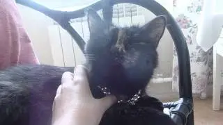 кошка Ника