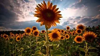 Shulman - Transmissions In Bloom (ALive mix) ᴴᴰ
