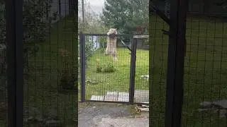 Мастер-класс от Симбы😀