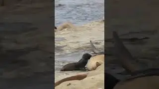 Baby Sea Lion Nursing