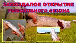 Рыбалка на щуку. Первая в этом году рыбка.