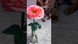 Как называется этот волшебный цветок? #shorts #flowers #цветы