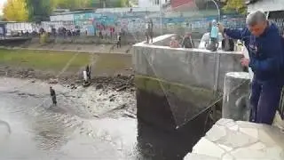 Мотовилихинский пруд спустили! 17.09.18 Ужас! Браконьеры! Карпы, караси, окуни, плотва!