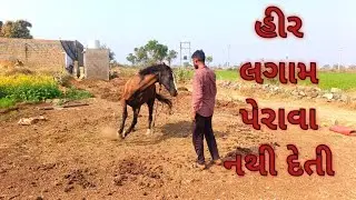 હીર આજે લગામ પેરાવા નથી દેતી //હીર એ બોવ તોફાન કર્યા //#horse #horsevideo #horseraces #horselovers