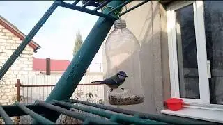 Скрытая камера у птичьей кормушки. Синица в 