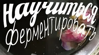 ✅ Научиться ферментировать иван чай и другие чайные растения 🌿🌸