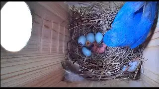 Bluebird Chicks June 2025