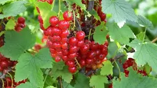 Ешьте 🔴КРАСНУЮ СМОРОДИНУ каждый день В ТЕЧЕНИЕ 1 МЕСЯЦА, и вот что ПРОИЗОЙДЁТ С ВАШИМ ОРГАНИЗМОМ