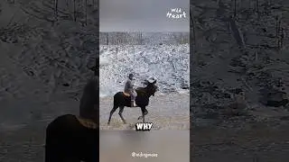 Why We Don’t Ride MOOSE?