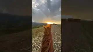 Подготовка к скачкам