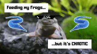 Feeding my frogs but it's CHAOTIC!